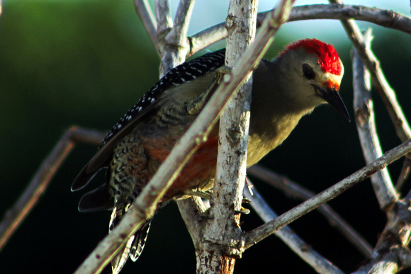Yucatan Woodpecker - Merida, Yucatan, Mexico