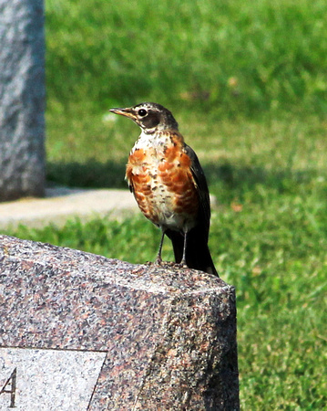 American Robin (juvenile) - Nasewaupee, Wiscsonin