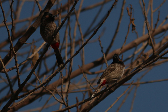 Red-vented Bulbuls - Islamabad