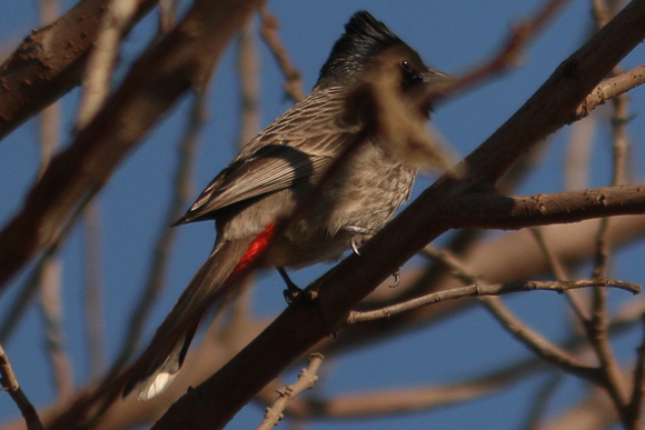 Red-vented Bulbul - Islamabad