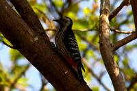 Brown-fronted Woodpecker - Islamabad