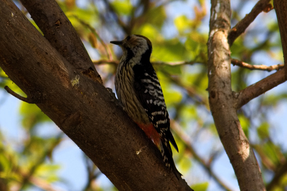 Brown-fronted Woodpecker - Islamabad