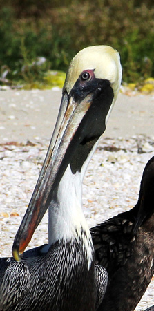 Brown Pelican - Celestun, Yucatan, Mexico
