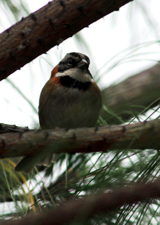 Rufous-collared Sparrow - Chiapas, Mex