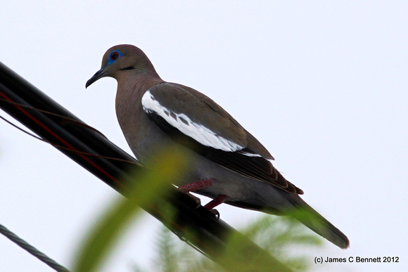 White-winged Dove - Merida, Yucatan, Mexico