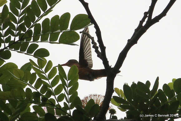 Cinnamon Hummingbird - Merida, Yucatan