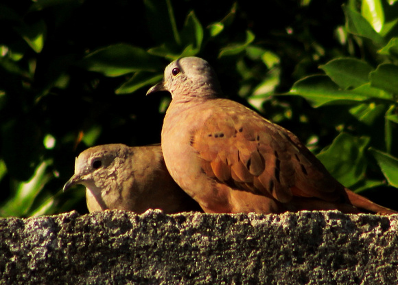 Ruddy Ground Dove - Merida, Yucatan