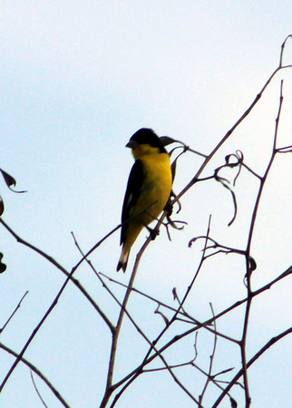 Lesser Goldfinch - Merida, Yucatan