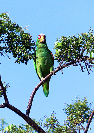 White-fronted Parrot - Merida, Yucatan, Mexico