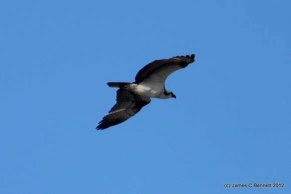 Osprey - Quintana Roo, Mexico