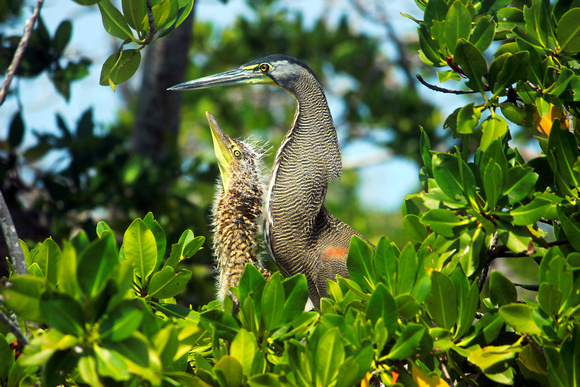 Bare-throated Tiger Heron and baby - Quintana Roo, Mexico