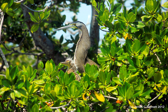 Bare-throated Tiger Heron and baby - Quintana Roo, Mexico