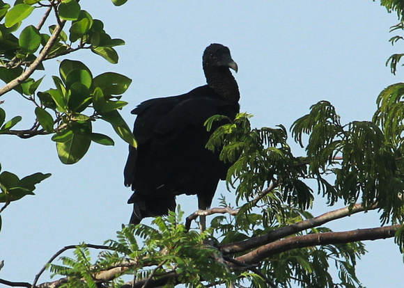 Black Vulture - Merida, Yucatan