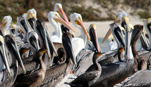Brown Pelicans - Celestun, Yucatan, Mexico
