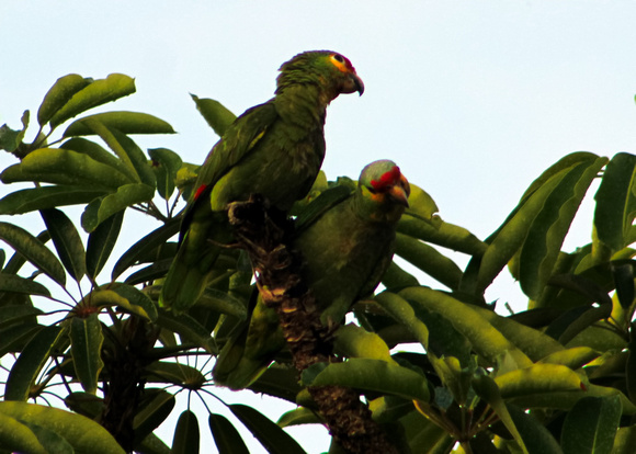Red-lored Parrots - Merida, Yucatan, Mex