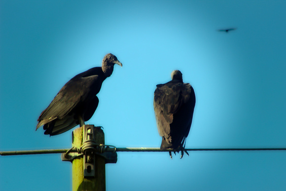 Black Vultures - Merida, Yucatan, Mexico