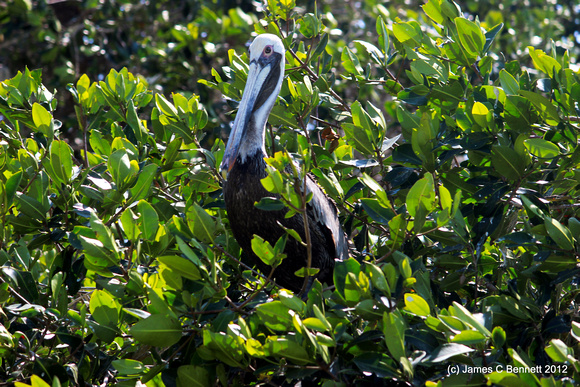 Brown Pelican, Celestun, Yucatan