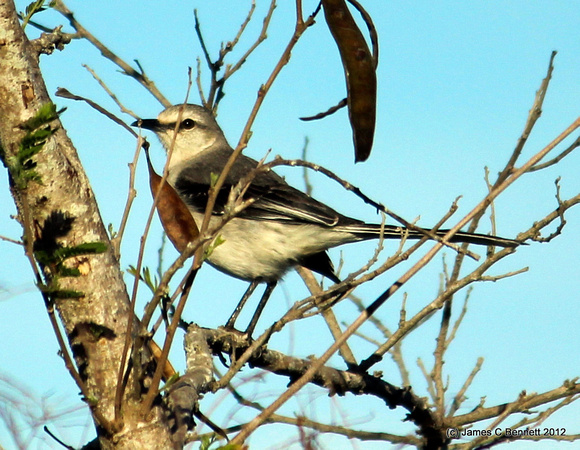 Tropical Mockingbird (Mimus gilvus) - near Dzemul, Yucatan