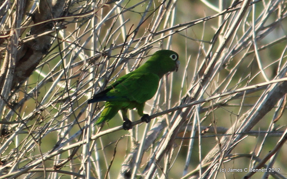 Olive-throated Parakeet - Yucatan, Mexico