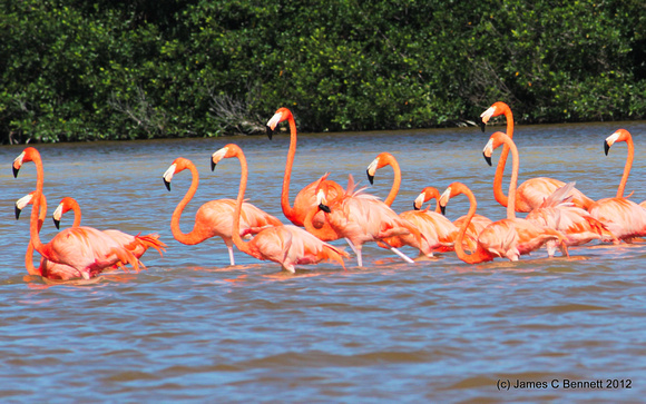 American Flamingos - Celestun, Yucatan