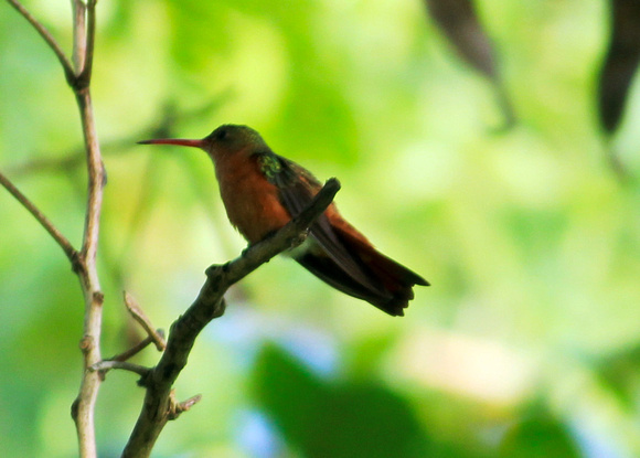 Cinnamon hummingbird - Merida, Mex