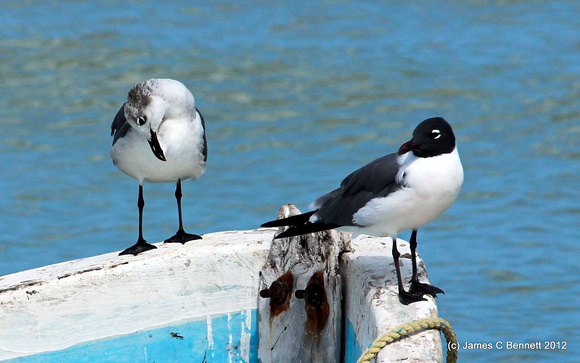 Laughing Gulls - Progreso, Yucatan