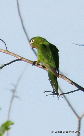 Olive-throated Parakeet - Yucatan, Mexico