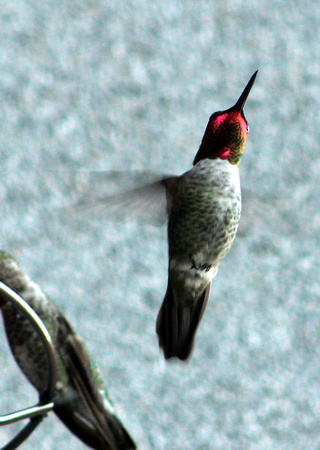 Anna's Hummingbird - Tijuana, BC, Mexico