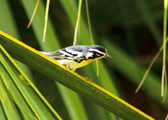 Yellow-throated Warbler - Yucatan, Mexico
