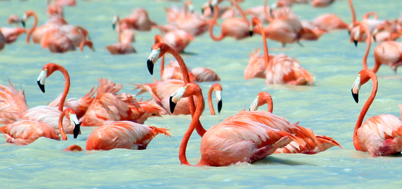 American Flamingos - Celestun, Yucatan